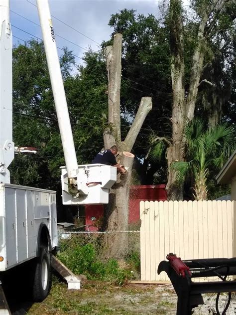 tree service lakeland fl|polk county tree services.